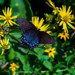 Butterfly on a flower.