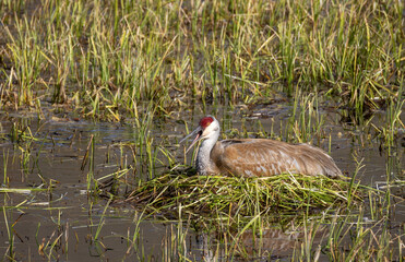 Sandhill Crane on a Nest in a Pond in Wyoming