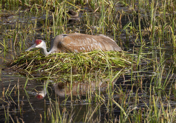Sandhill Crane on a Nest in a Pond in Wyoming
