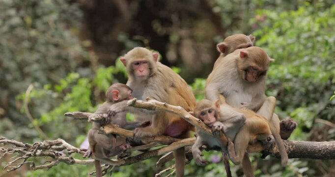 Macaques in nature. Macaques constitute a genus (Macaca) of gregarious monkeys. Macaques are found in a variety of habitats throughout the Asian continent and are highly adaptable.