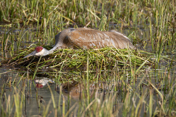 Sandhill Crane on a Nest in a Pond in Wyoming