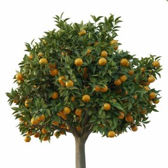 a full mature orange tree isolated on a white background