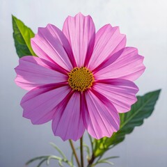 Cosmos flower high quality image, white background