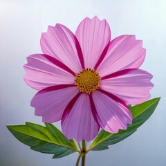 Cosmos flower high quality image, white background