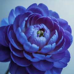 Van Zyverden Butter Cups Ranunculus Purple color image, 