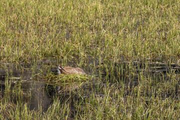 Sandhill Crane on a Nest in a Pond in Wyoming