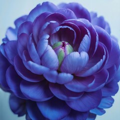 Van Zyverden Butter Cups Ranunculus Purple color image, 