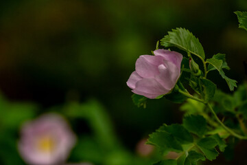 Petals Of Pink Wild Rose To The Right With Copy Space