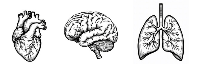 Black and white anatomical illustrations of a human heart, brain, and lungs drawn in a detailed line art style. Ideal for educational, medical, or scientific use