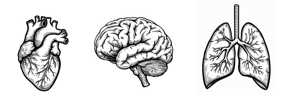 Black and white anatomical illustrations of a human heart, brain, and lungs drawn in a detailed line art style. Ideal for educational, medical, or scientific use