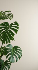 Lush Green Monstera Deliciosa Leaves Against a Neutral Background