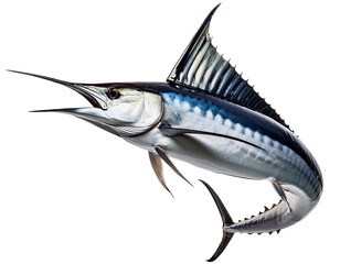 Blue Marlin Fish Isolated on White Background – High Detail Marine Wildlife Image