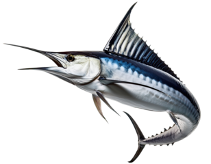 Blue Marlin Fish Isolated on White Background – High Detail Marine Wildlife Image