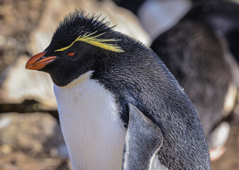 Southern Rockhopper Penguin (Eudyptes chrysocome), Kidney Cove, Falkland Islands, South Atlantic
