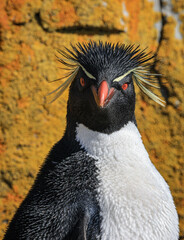 Southern Rockhopper Penguin (Eudyptes chrysocome), Kidney Cove, Falkland Islands, South Atlantic