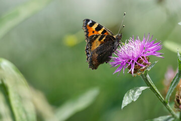 Small tortoiseshell butterfly (Aglais urticae) sitting on a pink scabiosa in Zurich, Switzerland