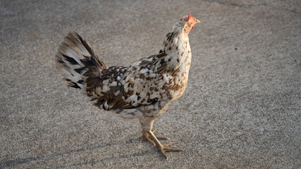 chicken on the farm