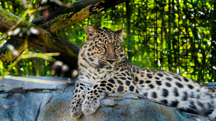 leopard in the zoo