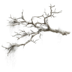 Obraz premium Snow-Covered Branch with Usnea Lichens Winter