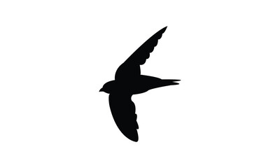 Flying Alpine swift bird Silhouette Design  And Vector Illustration. 