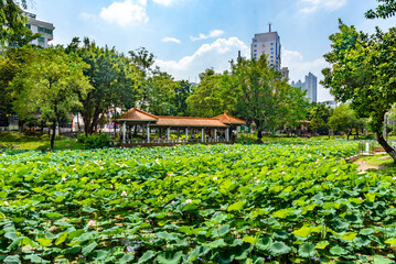 In summer, lotus flowers are in full bloom in the lotus pond of Caotang Park, Dongguan, China.









