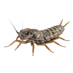 Detailed Close-up of a Stonefly Nymph on White