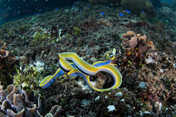 A blue ribbon eel, Rhinomuraena quaesita, slithers over a coral reef in the Pantar Strait, near the...