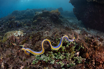 A blue ribbon eel, Rhinomuraena quaesita, slithers over a coral reef in the Pantar Strait, near the...