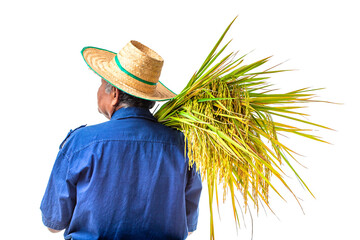 Elderly Asian man farmer wears a straw hat, blue shirt and holds rice plant isolated on white background with clipping path. Rear view