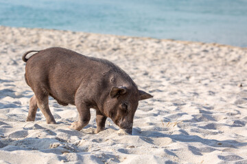 Pig island, Image shows a young lone pig on the sand on on a tropical beach