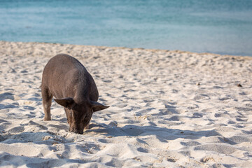Pig island, Image shows a young lone pig on the sand on on a tropical beach