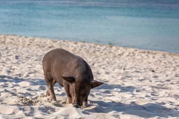 Pig island, Image shows a young lone pig on the sand on on a tropical beach © J.Woolley