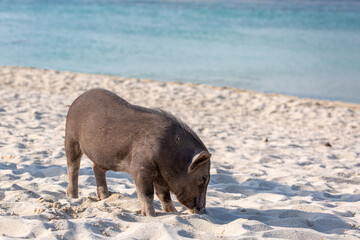 Pig island, Image shows a young lone pig on the sand on on a tropical beach © J.Woolley