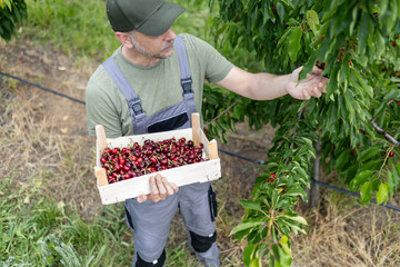 Harvesting ripe cherries in an orchard during the summer season