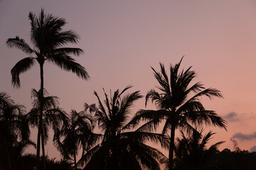 Palm tree Sunset, image shows silhouettes of palm trees during golden hour in Koh Samui, Thailand with a beautiful orange and purple sky 