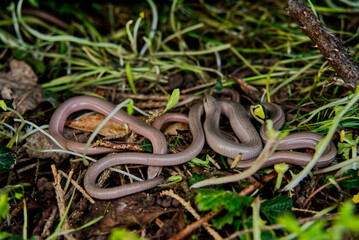 A close-up of several slow worms (Anguis fragilis) nestled among dry leaves and plant debris. The smooth, snake-like reptiles blend with the forest floor.