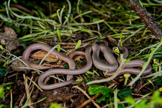 A close-up of several slow worms (Anguis fragilis) nestled among dry leaves and plant debris. The smooth, snake-like reptiles blend with the forest floor.