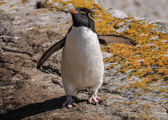 Southern Rockhopper Penguin (Eudyptes chrysocome), Kidney Cove, Falkland Islands, South Atlantic