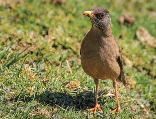 Falkland Thrush (Turdus falcklandii), Falkland Islands, South Atlantic