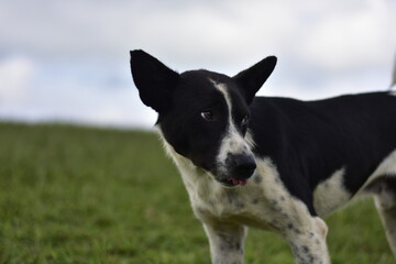 A playful black and white dog with expressive eyes, standing on a green hill.