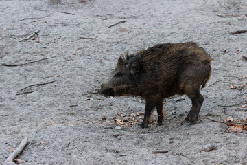 Wildschwein 