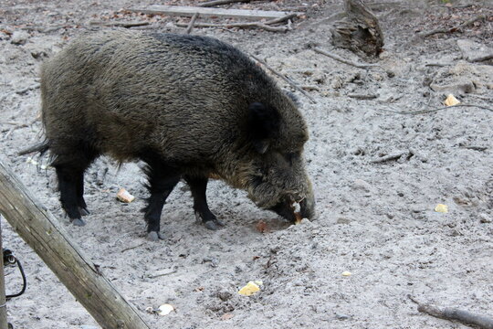 Wildschwein 