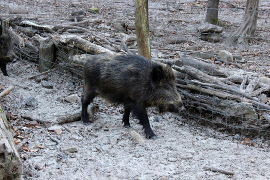 Wildschwein 