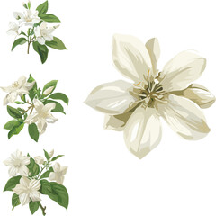 set of jasmine flowers in color style, set of flowers