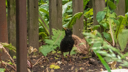 European Starling Foraging on the Ground Near a Wooden Fence