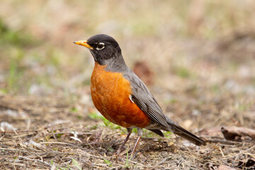 A cute migratory bird American Robin is foraging on the ground among dry grass and leaves during early spring. Bright orange plumage of the mating season.