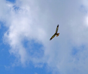 Raptor bird in flight - Hawk flying in blue sky - Marsh Harrier Soaring 