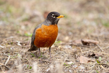 A cute migratory bird American Robin is foraging on the ground among dry grass and leaves during early spring. Bright orange plumage of the mating season.