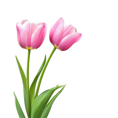 Fototapeta premium Tulip flowers, A vibrant display of tulip flowers in various colors, showcasing their delicate petals and lush green leaves, isolated on transparent background