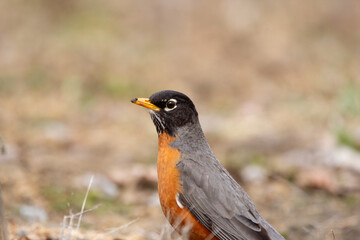 A cute migratory bird American Robin is foraging on the ground among dry grass and leaves during early spring. Bright orange plumage of the mating season.